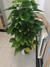 愛(ài)優(yōu)尚大葉綠蘿柱盆栽客廳大型綠植辦公室內除甲醛凈化空氣綠籮源頭直發(fā) 曬單實(shí)拍圖