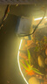 森森（SUNSUN）耀藍魚(yú)缸水泵小型潛水泵過(guò)濾泵抽水泵YQP-1000 15W 曬單實(shí)拍圖