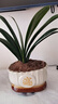 君子蘭盆栽四季常青植物室內辦公室豪華好養客廳喬遷綠植蘭花苗 3年大苗君子蘭+招財進(jìn)寶(豎紋)陶瓷盆 曬單實(shí)拍圖