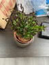 小葉赤楠盆景老樁盆栽植物辦公室室內花卉桌面四季常青好養綠植 小葉赤楠+舍得盆+苔蘚+底座 曬單實(shí)拍圖