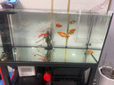 派樂(lè )特 蛋白棉魚(yú)缸過(guò)濾材料過(guò)濾棉高凈水過(guò)濾黃水 蛋白棉500g 曬單實(shí)拍圖