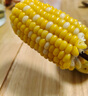 滇味十足（DIANWEISHIZU）水果玉米 云南金銀雙色鮮玉米 甜玉米玉米棒水果蔬菜金銀玉米 凈重5斤【約5-9根】 曬單實(shí)拍圖