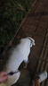 多尼斯（DOGNESS）狗繩狗牽引繩項圈中大型犬拴遛狗繩P鏈防爆沖邊牧金毛哈士奇黑L 曬單實(shí)拍圖
