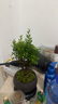 八芽 小葉赤楠盆景擺件室內綠植花卉盆栽老樁客廳辦公室桌面好養植物 （【熱銷(xiāo)款】舍得紫砂盆赤楠+苔蘚+底座） 曬單實(shí)拍圖