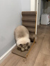 福丸 立式貓抓板 波浪L型帶小球 耐磨不易掉屑瓦楞紙板磨爪器 曬單實(shí)拍圖