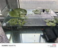 寵小俠純種孔雀魚(yú)觀(guān)賞魚(yú)好養耐活淡水小型魚(yú)熱帶魚(yú)鳳尾熱帶魚(yú)小魚(yú)苗 練手孔雀2-3cm15條（10送5備損） 曬單實(shí)拍圖