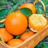集南鮮 贛南臍橙 江西橙子新鮮現摘水果臍橙時(shí)令生鮮水果甜橙 水果禮盒 彩箱10斤特級橙  單果220g+ 凈重9斤 推薦 曬單實(shí)拍圖