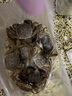 【活蟹】乾澄大閘蟹現貨 2.6-2.9兩 8只 足斤足兩六月黃鮮活螃蟹生鮮海鮮中秋禮盒裝 曬單實(shí)拍圖