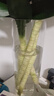 喜藝專(zhuān)用富貴竹觀(guān)音竹發(fā)財竹水養水培瓶子直筒玻璃瓶客廳擺件 25厘米直筒花瓶【口徑10】 曬單實(shí)拍圖