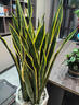 臨雅寬葉金邊虎皮蘭綠植辦公室內客廳大型植物花卉0.8m樹(shù)脂盆源頭直發(fā) 曬單實(shí)拍圖