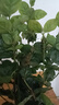 【凈化空氣】茉莉花盆栽濃香型土培室內(nèi)水培驅(qū)蚊四季好養(yǎng)綠植花卉 推薦款：15天爆香【6顆茉莉】比香水還香 四季開花【驅(qū)蚊濃香A級茉莉花】 曬單實拍圖