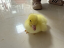 寵物鴨活物小黃鴨活體網(wǎng)紅小鴨子活寵物幼崽鴨活苗兒童寵物活鴨子 寵物小黃鴨1只 曬單實(shí)拍圖