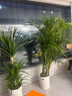 嘆為觀(guān)止 大型盆栽 單桿辮子發(fā)財樹(shù)天堂鳥(niǎo)綠蘿散尾葵辦公室內開(kāi)業(yè)喬遷禮品 散尾葵1.7—1.9米【聚寶盆】 含盆 曬單實(shí)拍圖