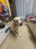 伯納天純中大型犬全價(jià)成年犬糧金毛寵物主糧羊肉蔓越莓15kg/30斤 曬單實(shí)拍圖