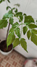 白蘭花盆栽玉蘭花樹苗帶花苞黃蘭陽臺(tái)庭院濃香型花卉四季花卉植物 白蘭3年苗高40-50cm 曬單實(shí)拍圖