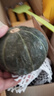 京鮮生 內蒙精品沙漠貝貝南瓜5斤單果300g+品種:貝栗源頭直發(fā) 曬單實(shí)拍圖
