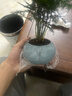 花行榜文竹盆栽植物花卉綠植 精品小文竹+藍瓷冰裂+底座+苔蘚源頭直發(fā) 曬單實(shí)拍圖