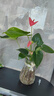 紅掌水培盆栽室內易養水生花卉白掌綠植一帆風(fēng)順客廳觀(guān)花植物粉掌 粉掌1顆（不含其他） 整體高度（28-35cm） 曬單實(shí)拍圖