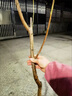早熟水蜜桃樹(shù)苗嫁接黃桃樹(shù)苖樹(shù)當年結果南方北方種植樹(shù)苗桃樹(shù)果苗 水蜜桃6年苗當年結果 81cm(含)-110cm(含) 曬單實(shí)拍圖
