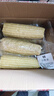京鮮生東北白糯玉米250g*10棒 新鮮甜糯玉米棒真空包裝粘玉米 源頭直發(fā) 曬單實(shí)拍圖