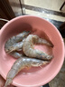 冰鮮部族國產(chǎn)青島大蝦白蝦青蝦基圍蝦鮮蝦冷凍生鮮蝦類(lèi)鮮活特大海捕整箱裝 15-17cm整箱 3斤(凈重) 曬單實(shí)拍圖
