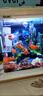 彌翠園金魚(yú)觀(guān)賞魚(yú)冷水耐活招財寵物魚(yú)鴻運當頭紅獅子頭丹頂紅草金錦鯉魚(yú) 6-8厘米隨機金魚(yú)5條【五福臨門(mén)】 曬單實(shí)拍圖