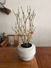臘梅花樹(shù)苗盆栽老樁盆景素心臘梅花地栽花卉綠植耐寒室 嫁接臘梅6年苗(1.5-2cm粗) 曬單實(shí)拍圖