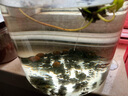 云峰海瑞 觀(guān)賞螺水族活體缸壁除藻螺魚(yú)缸除藻清淤活化床底 斑馬螺5只（皮實(shí)的清潔工） 曬單實(shí)拍圖
