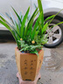 Only you【兩小時(shí)達】蘭花盆栽室內帶花苞名貴春蘭墨蘭開(kāi)業(yè)喬遷生日禮物 綠色蘭花-綠精靈【美人面花盆】 曬單實(shí)拍圖