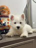 愛(ài)的抱抱純種西高地幼犬家養小型犬白色軟毛西高地白梗犬網(wǎng)紅寵物活體小狗 血統級 西高地 公 曬單實(shí)拍圖