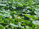 歐萊雅茶樹(shù)洗發(fā)水 植萃去屑清爽控油去油男士女士洗發(fā)露500ml 曬單實(shí)拍圖
