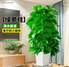 臨雅大葉綠蘿柱盆栽辦公室內客廳大型綠植物四季綠籮除甲醛落地大盆景 【懶人自吸水盆】 大葉綠蘿柱1.4-1.5米 曬單實(shí)拍圖