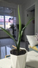 特級濃香型企黑蘭花國蘭客廳四季好養盆栽綠植物國花高端送禮物 高度40cm冠幅15cm特級精品蘭花 1苗裸根發(fā)貨 曬單實(shí)拍圖