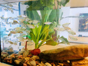 爬將軍生態(tài)溪流魚(yú)缸一體缸免換水自循環(huán)一體缸魚(yú)缸桌面客廳臥室玄關(guān)魚(yú)缸 80溪流缸【雨淋造浪+溪流燈+溪流景】 曬單實(shí)拍圖
