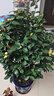 盆栽茶花苗 四季香妃茶花濃香型山茶花樹(shù)庭院室內好養五色赤丹茶花樹(shù)苗花卉植物 粉茶 12年苗花期花苞滿(mǎn)枝頭 曬單實(shí)拍圖