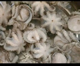 美加佳 三去小章魚(yú)凈重1斤（8-13只） 去牙去臟八爪魚(yú) 海鮮水產(chǎn)  曬單實(shí)拍圖