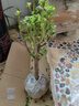 室內凈化空氣綠植花卉四季玉樹(shù)盆栽玻璃翠燕子掌大多肉植物 金枝玉葉3年苗 不含盆 曬單實(shí)拍圖