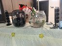 哈曼卡頓Soundsticks 5 音樂(lè )水晶5代玄光版丁禹兮桌面藍牙音箱低音炮音響水晶5黑色居家藝術(shù)音響生日禮物 【重磅上新】水晶5·玄光版 曬單實(shí)拍圖