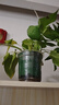 綠蘿盆栽室內植物好養客廳綠植辦公室綠籮吸水 小盆綠蘿2盆+綠加倫盆2個(gè) 帶盆栽好 曬單實(shí)拍圖