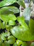 瘋狂水草（FKSC）浮萍活體水草一葉蓮水芙蓉植物養龜魚(yú)池造景直接入缸水上煙花 圓心萍20朵 曬單實(shí)拍圖