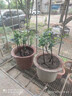 御春閣小葉紫檀樹(shù)苗黑骨茶室內陽(yáng)臺盆栽花卉綠植耐寒四季常青微景觀(guān)樁形 中號4根25厘米高左右 曬單實(shí)拍圖