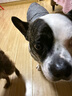 麥富迪 狗糧 藻趣兒通用全價(jià)犬糧小中大型犬泰迪柯基金毛拉布拉多 【熱銷(xiāo)】成犬糧40斤裝 曬單實(shí)拍圖