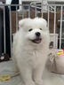 純種薩摩耶幼犬活體微笑天使薩摩耶白色可愛(ài)型幼犬寵物狗活物 寵物級 公 曬單實(shí)拍圖
