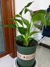 天堂鳥(niǎo)客廳大型綠植旺宅植物辦公室內好養落地大葉花卉鶴望蘭盆栽 天堂鳥(niǎo)41-51cm3棵【原土發(fā)貨不含盆】+復合肥 曬單實(shí)拍圖