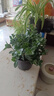 四季常青金魚花吊蘭盆栽室內(nèi)綠植花卉多肉植物發(fā)財(cái)樹好養(yǎng)易活客廳 金魚吊蘭【整盆20-30顆】原盆土 曬單實(shí)拍圖