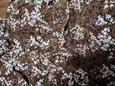 Olrain歐芮兒吊帶碎花連衣裙夏季女裝浪漫優(yōu)雅長(zhǎng)裙子度假沙灘裙 水仙咖 XL 曬單實(shí)拍圖