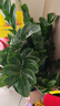 花財主天堂鳥(niǎo)盆栽辦公室大型綠植客廳盆栽家用吸甲醛凈化空氣綠植 金錢(qián)樹(shù)1.1-1.2m【高招財進(jìn)寶盆】 曬單實(shí)拍圖