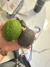 沐小七果蔬 云南孟連哈斯牛油果   【多地隔日達-可送貨上門(mén)】水果鱷梨 3A級精選果 | 單果100-130g 6枚【80%選擇暢享】 曬單實(shí)拍圖