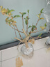 花行榜盆栽樹(shù)苗盆景庭院綠植物花卉(6年2.5cm老樁)精品垂絲海棠源頭直發(fā) 曬單實(shí)拍圖