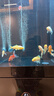漢霸2025新款魚(yú)缸客廳家用底濾小型超白玻璃造景水族箱智能落地 亮黑色【底濾*到手就養魚(yú)】 40x40x125cm 曬單實(shí)拍圖